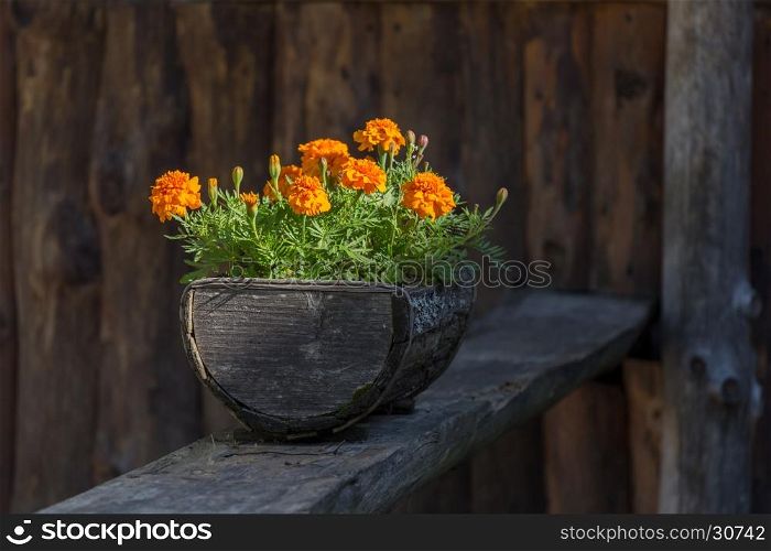 Flowers in the old wooden flower pot