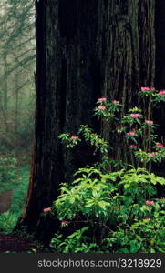 Flowers in the Redwoods