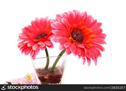 Flowers in vase and stones isolated on white background.