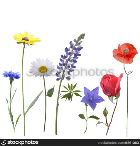 Flowers isolated on white background. Digital painting.