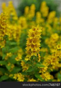 flowers loosestrife bright yellow inflorescences and lush green foliage