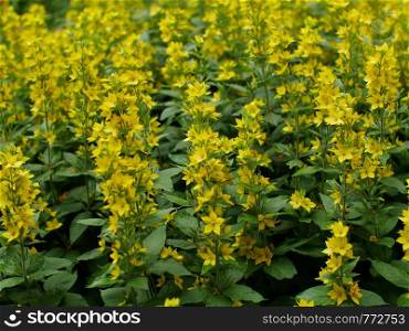 flowers loosestrife bright yellow inflorescences thickets