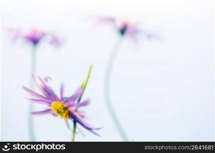 Flowers, low angle view