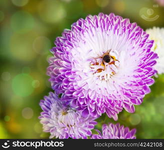 Flowers macro on green summer background