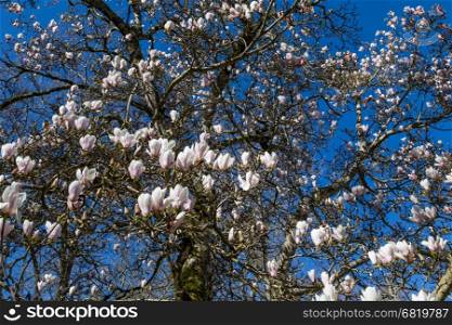 flowers magnolia tree in springtime sunny day