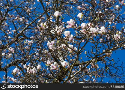 flowers magnolia tree in springtime sunny day