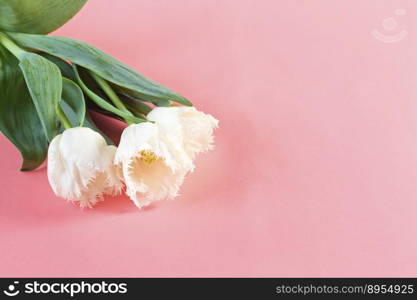 Flowers March 8. Women’s Day. Congratulation. Spring. Spring flowers. Tulips.. Flowers March 8. Women’s Day. Congratulation. Spring. Spring flowers. Tulips