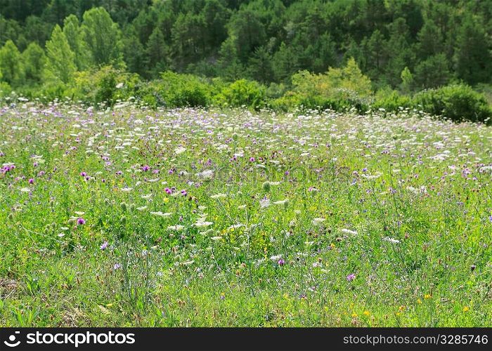 flowers meadow field outdoor nature spring background