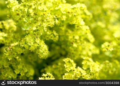 Flowers of a blossoming beautiful lady&rsquo;s mantle.