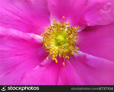 flowers of a dog rose background