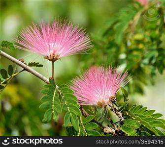 Flowers Of Acacia (Albizzia Julibrissin Or Silk Tree)