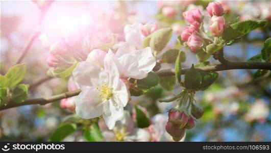 Flowers of an apple tree in the rays of a bright sun. Shallow depth of field. Focus on the front flowers. Agricultural landscape. Wide photo.