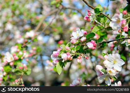 Flowers of an apple tree. Shallow depth of field. Focus on the front flowers.