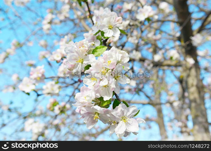 Flowers of an apple tree. Shallow depth of field. Focus on the front flowers.