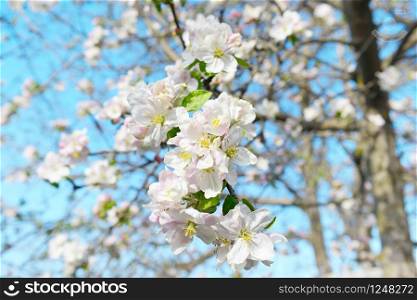 Flowers of an apple tree. Shallow depth of field. Focus on the front flowers.
