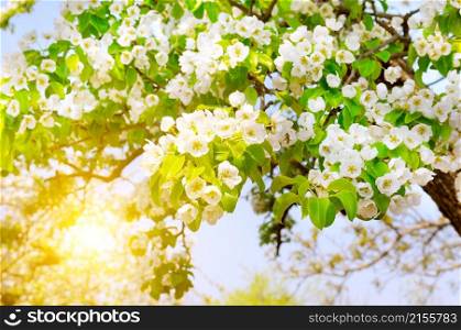 Flowers of an pear tree against the backdrop of a blue sky and bright sun.