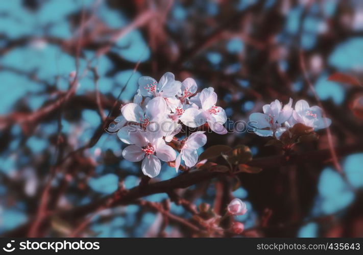 Flowers of apple blossoms close-up in the morning sunlight against a blurred turquoise sky. Vintage pink toned spring background with space for copy. Selective focus, shallow depth of field and blur vignette.