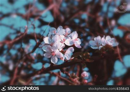 Flowers of apple blossoms close-up in the morning sunlight against a blurred turquoise sky. Vintage pink toned spring background with space for copy. Selective focus, shallow depth of field and blur vignette.