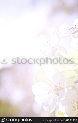 Flowers of apple close-up in pastel colors