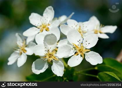 Flowers of apple tree blossoming in spring