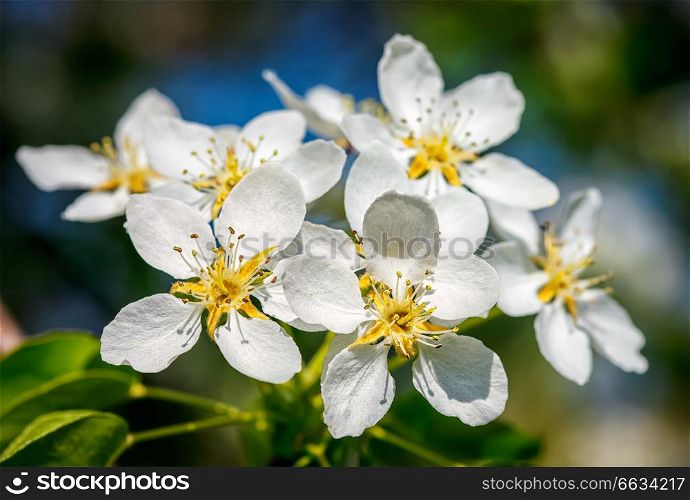Flowers of apple tree blossoming in spring. Apple tree blossoming flowers