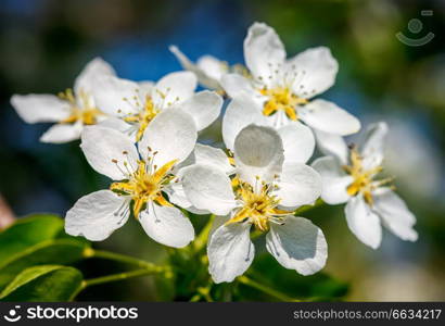 Flowers of apple tree blossoming in spring. Apple tree blossoming flowers