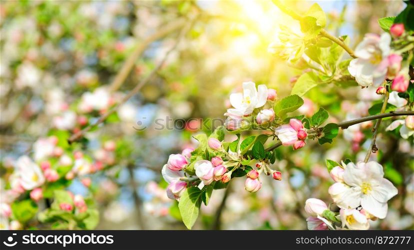 Flowers of apple tree in the rays of a bright sun. Shallow depth of field. Focus on the front flowers. Wide photo.