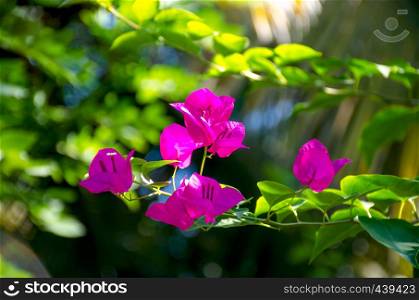 Flowers of Asia pink Bougainville glabra with leaves