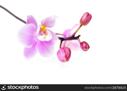 Flowers of beautiful orchid isolated