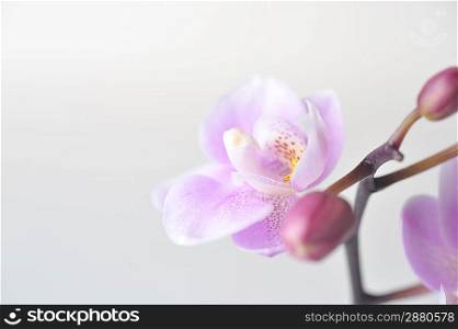 Flowers of beautiful orchid isolated
