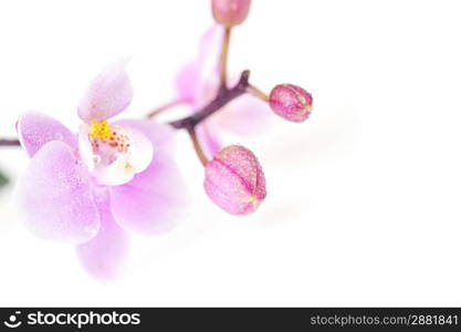 Flowers of beautiful orchid isolated