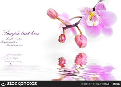 Flowers of beautiful orchid isolated