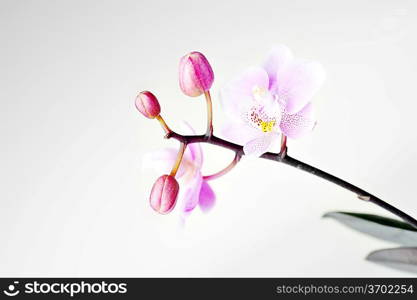 Flowers of beautiful orchid isolated