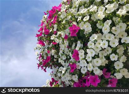 Flowers of bright petunia against the blue sky