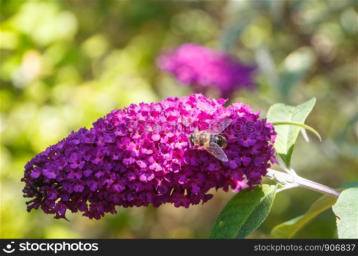 Flowers of butterfly bush and bee in a garden during summer