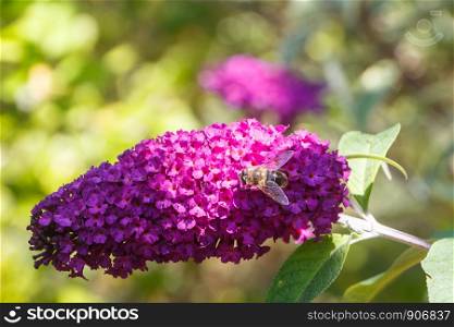 Flowers of butterfly bush and bee in a garden during summer