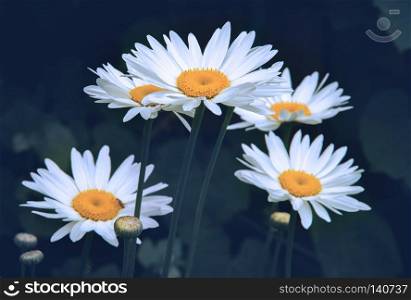 Flowers of Chamomile