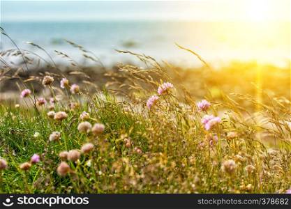 flowers of clover and grass in the sun against the sea, norway
