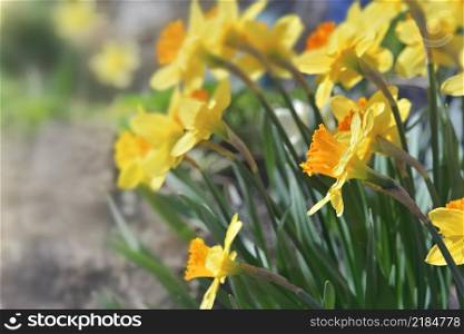 flowers of daffodil blooming in the garden at springtime