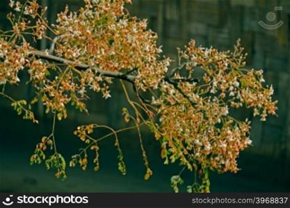 Flowers of Drumsticks, Moringa oleifera syn. M. pterygosperma F Moringacea