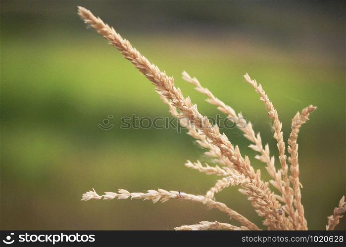 Flowers of dry rice