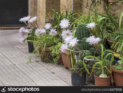 Flowers of easter lily cactus 2