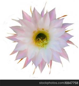 Flowers of easter lily cactus isolated on white background