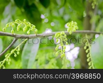 Flowers of Elaeocarpus ganitrus, Elaeocarpus granitrus, Elaeocarpus sphaericus, Rudraksh, Rudraksa, Rudraksha, Blue Olive Berry, India