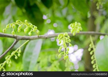 Flowers of Elaeocarpus ganitrus, Elaeocarpus granitrus, Elaeocarpus sphaericus, Rudraksh, Rudraksa, Rudraksha, Blue Olive Berry, India