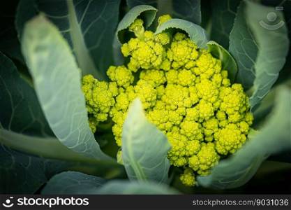 Flowers of green cauliflower with large green leaves in the garden. Nature background. Flowers of green cauliflower