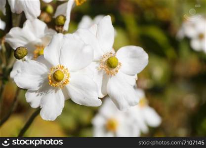 Flowers of Japanese anemone in a garden during autumn