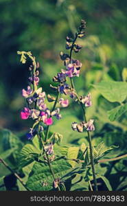 Flowers of Lablab purpureus. It is a species of bean in the family Fabaceae