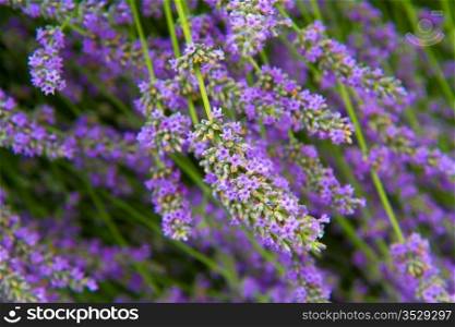 flowers of lavender