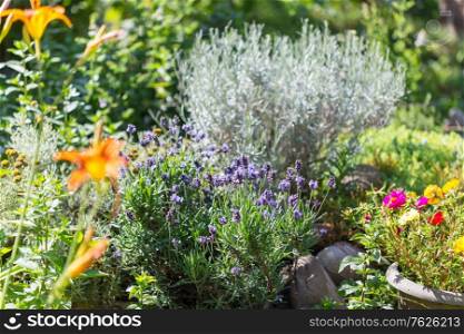 Flowers of Lavender in summer garden